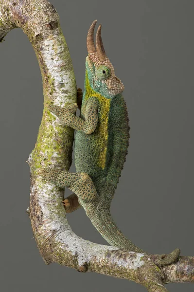 Bukalemun Trioceros Jacksonii Jacksons Ağaç Dalı Tırmanma Bukalemun — Stok fotoğraf