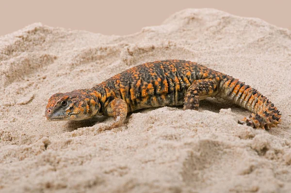Της Σαχάρας Ακανθώδης Ουρά Lizard Uromastyx Geyri Uromastyx Geyri Σαύρα — Φωτογραφία Αρχείου