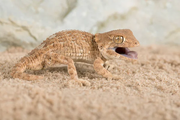 Χρυσοκόκκινους Gecko Tarentola Chazaliae Χρυσοκόκκινους Gecko Αμμώδη Έρημο Σκηνή — Φωτογραφία Αρχείου