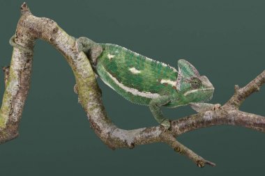 Örtülü bukalemun (bayağı calyptratus) / ağaç dalı yürüyüş bukalemun örtülü