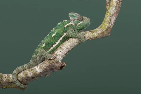Zahalené Chameleon Chamaeleo Calyptratus Zahalené Chameleon Pěšky Podél Větve Stromu — Stock fotografie
