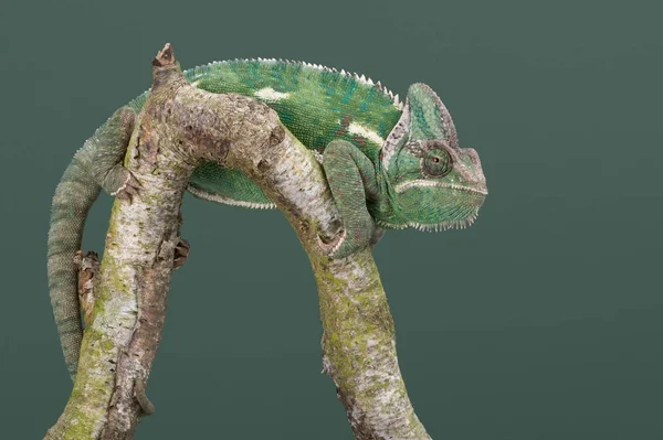 Zahalené Chameleon Chamaeleo Calyptratus Zahalené Chameleon Pěšky Podél Větve Stromu — Stock fotografie