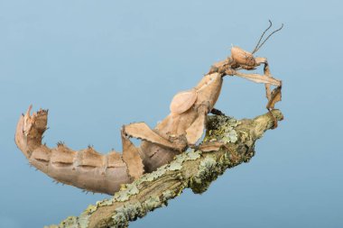 Sopa böcek (Extatosoma tiaratum) / Macleays Spectre sopa böcek üzerinde liken kaplı dal