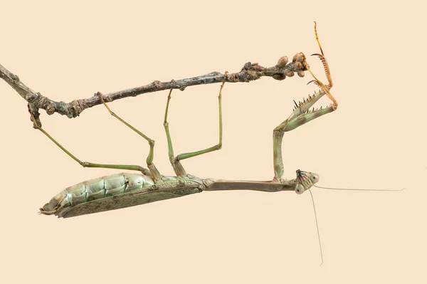 Praying Mantis Plistospilota Guineensis Praying Mantis Underside Twig — стоковое фото