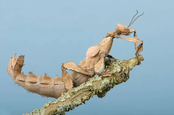 ナナフシ Extatosoma Tiaratum Macleays 幽霊ナナフシ地衣類に覆われた小枝 — ストック写真