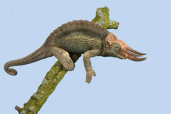 Jacksons Chameleon Trioceros Jacksonii Jacksons Chameleon Lezení Větev Stromu — Stock fotografie
