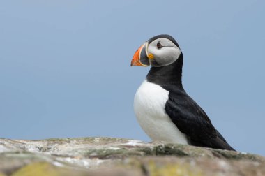 Atlantik martı (edilmiştir arctica) / Farne Adaları'nın kayalık sahil şeridi üzerinde martı