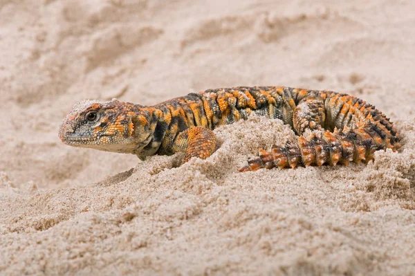 Lagarto Cauda Espinhosa Saariana Uromastyx Geyri Lagarto Geyri Uromastyx Areia — Fotografia de Stock