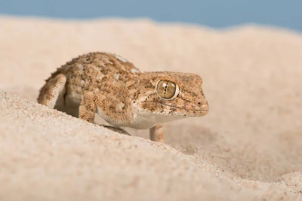 Χρυσοκόκκινους Gecko Tarentola Chazaliae Χρυσοκόκκινους Gecko Αμμώδη Έρημο Σκηνή — Φωτογραφία Αρχείου