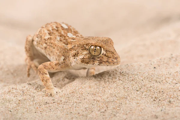 Hełmów Gecko Gekon Chazaliae Hełmów Gecko Piaszczysta Pustynia Scena — Zdjęcie stockowe