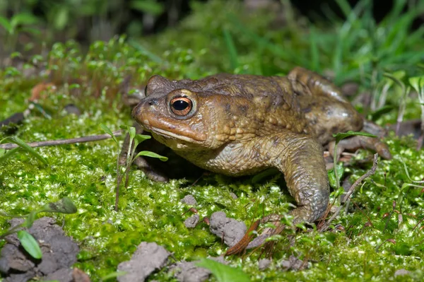 Sapo Comum Bufo Bufo Sapo Musgo Verde Espesso — Fotografia de Stock