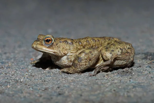Common Toad Bufo Bufo Toad Crossing Road Reach Breeding Pond — Stock Photo, Image