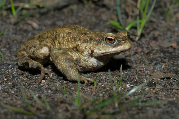 Ропуха Звичайна Bufo Bufo Жаба Мігрують Розведенні Ставок — стокове фото