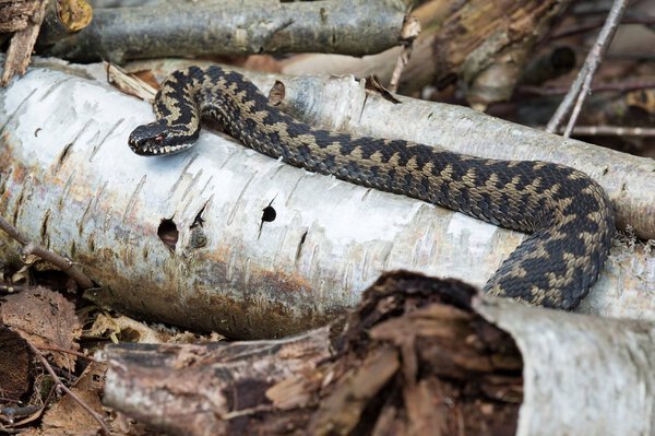 Adder (Vipera berus) / Common European Adder basking in Silver Birch logs
