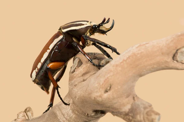Giant Flower Beetle Mecynorrhina Torquata Ugandensis Giant Flower Beetle Climbing — стоковое фото