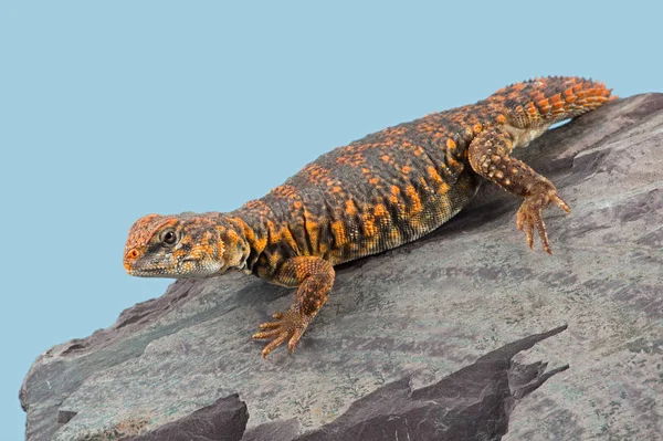 Saharan Stachelschwanzeidechse Uromastyx Geyri Uromastyx Geyri Eidechse Sonnt Sich Auf — Stockfoto