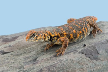 Sahra dikenli kuyruklu kertenkele (Uromastyx Geyri) / Uromastyx Geyri kertenkele tadını çıkarma devam et