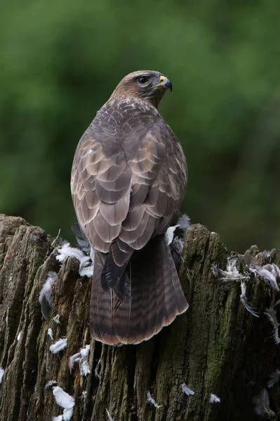 Buitre Común Buteo Buteo Buitre Común Encaramado Presa Centro Bosque —  Fotos de Stock