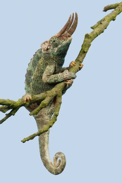 Jacksons Chameleon Trioceros Jacksonii Jacksons Chameleon Lezení Větev Stromu — Stock fotografie