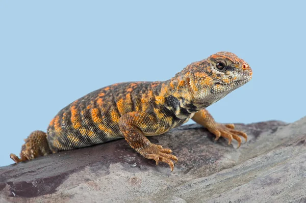 Saharan Stachelschwanzeidechse Uromastyx Geyri Uromastyx Geyri Eidechse Sonnt Sich Auf — Stockfoto