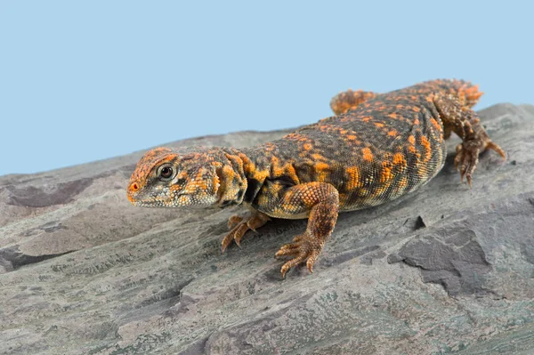 Saharan Spiny Tailed Lizard (Uromastyx geyri)/Uromastyx Geyri lizard basking on rock