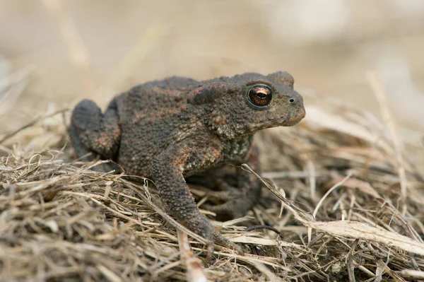 Common Toad Bufo Bufo Juvenile Toad Long Dry Yellow Grass — Stock Photo, Image