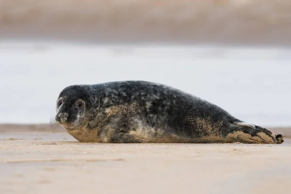 大西洋の灰色のシール子犬 Halichoerus Grypus 砂浜で子犬の大西洋の灰色のシール — ストック写真