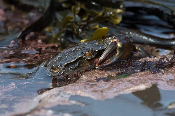 Green Shore Crab Carcinus Maenus European Green Crab Emerging Tide — Stock Photo, Image