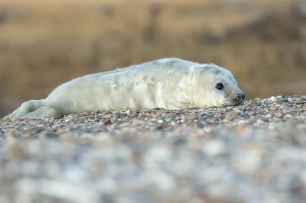 Atlantische Grijs Seal Pup Halichoerus Grypus Atlantic Grijs Seal Pup — Stockfoto