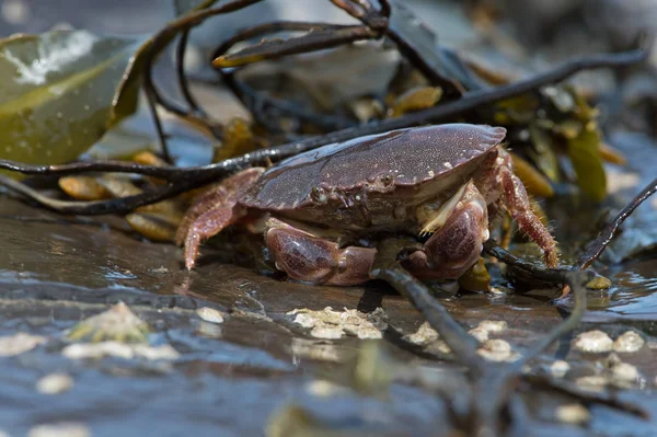 Brown Crab Cancer Pagurus Brown Crab Barnacle Covered Rock — Stock Photo, Image