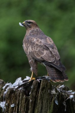 Bayağı Şahin (Buteo buteo) / av merkezi bir ormanın üzerinde tünemiş bayağı Şahin