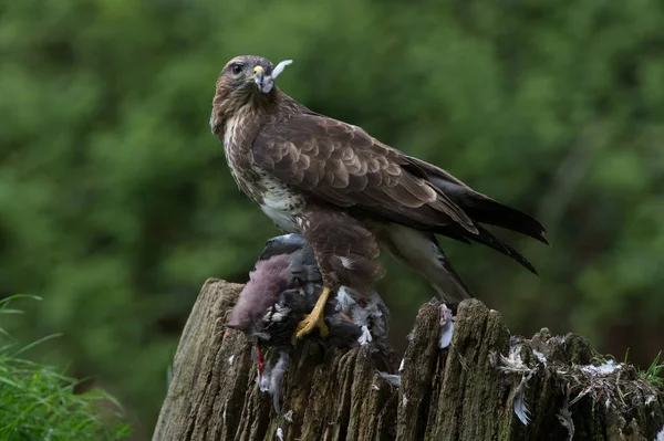 Common Buzzard Buteo Buteo Common Buzzard Perched Prey Centre Forest — Stock Photo, Image