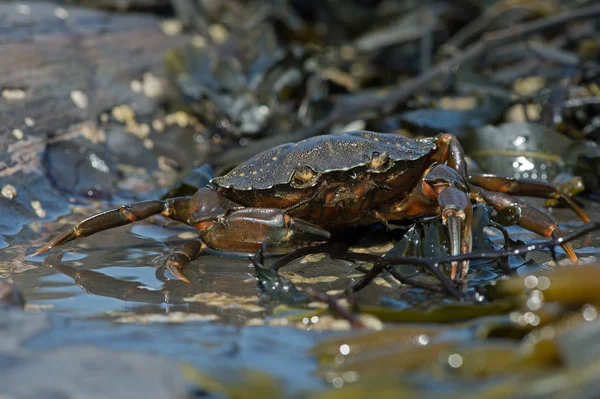 Green Shore Crab Carcinus Maenus European Green Crab Seaweed Barnacle — Stock Photo, Image