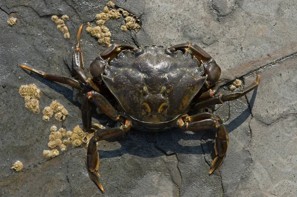 Green Shore Crab Carcinus Maenus European Green Crab Seaweed Barnacle — Stock Photo, Image