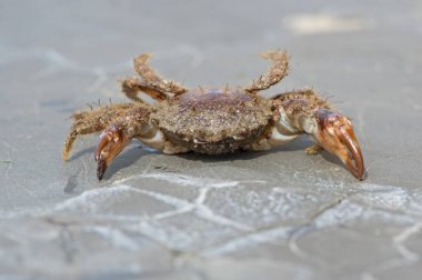 Kıllı Xanthid Yengeç (Pilumnus hirtellus) / kıllı Xanthid Yengeç barnacle üzerinde kaplı kaya