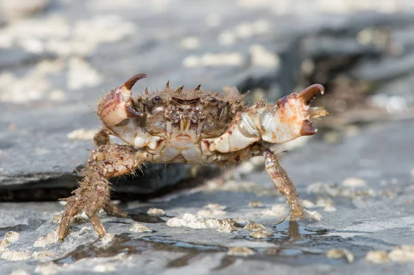 Bristly Xanthid Crab Pilumnus Hirtellus Bristly Xanthid Crab Barnacle Encrusted — Stock Photo, Image