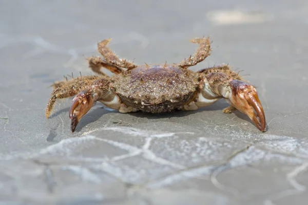 Bristly Xanthid Crab Pilumnus Hirtellus Bristly Xanthid Crab Barnacle Encrusted — Stock Photo, Image