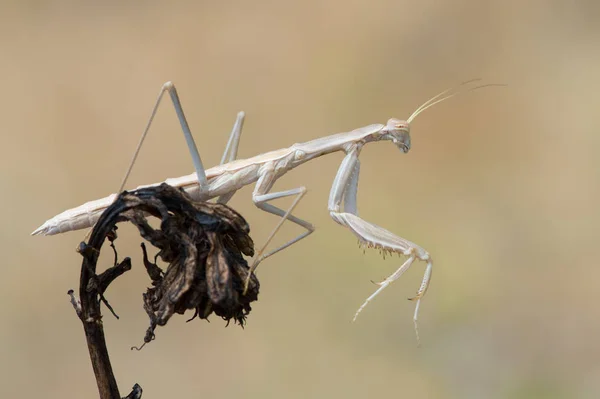 Mantis Orante Rivetina Balcanica Rivetina Balcanica Mantis Orante Rodas Grecia — Foto de Stock