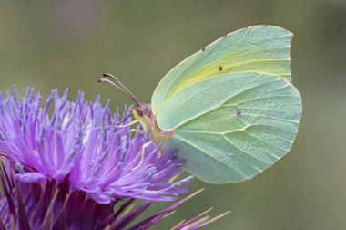 Kükürt kelebek (Gonepteryx rhamni) / kükürt kelebek besleme büyük thistle