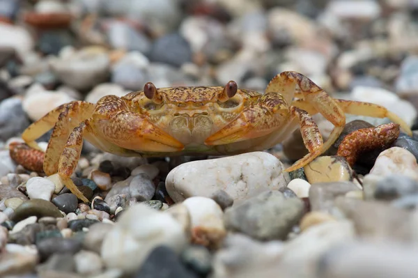 Zoetwater Krab Potamon Potamios Potamon Potamios Freshwater Krab Steenachtige Rivierbedding — Stockfoto