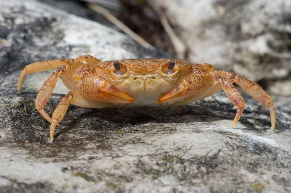 Zoetwater Krab Potamon Potamios Potamon Potamios Freshwater Krab Steenachtige Rivierbedding — Stockfoto