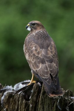 Bayağı Şahin (Buteo buteo) / av merkezi bir ormanın üzerinde tünemiş bayağı Şahin