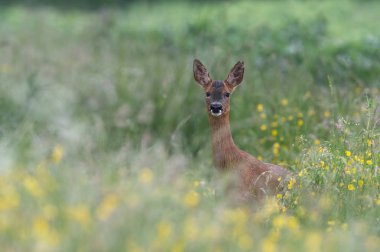 Roe Deer (Capreolus capreolus)/Roe Deer in summer field filled with buttercups clipart