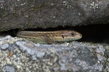 Viviparous kertenkele (Zootoca vivipara) / ortak liken üzerinde tadını çıkarma kertenkele kaplı taş duvar