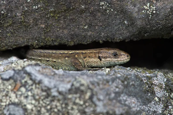 Viviparous kertenkele (Zootoca vivipara) / ortak liken üzerinde tadını çıkarma kertenkele kaplı taş duvar