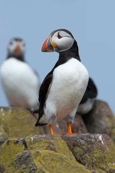 Maskonur Zwyczajny Alca Arctica Puffin Skaliste Wybrzeże Wyspy Farne — Zdjęcie stockowe