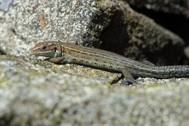Viviparous kertenkele (Zootoca vivipara) / ortak liken üzerinde tadını çıkarma kertenkele kaplı taş duvar