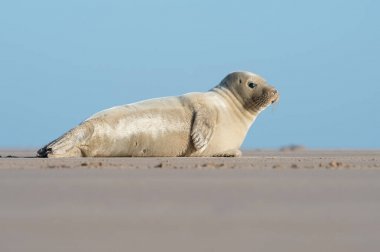 Atlantic Grey Seal Pup (Halichoerus grypus)/Atlantic Grey Seal Pup on sandy beach clipart