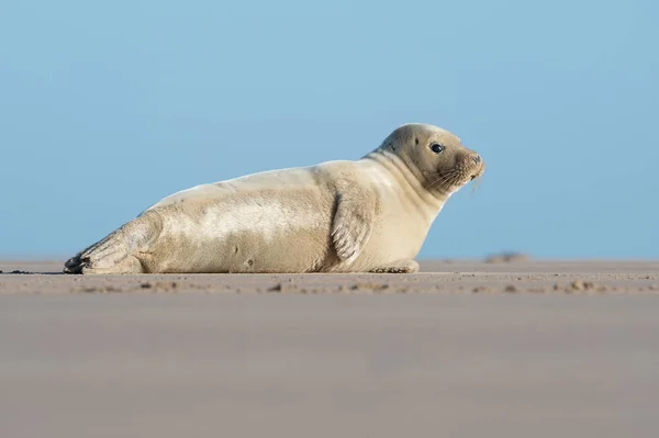 Atlanti Óceán Szürke Seal Pup Halichoerus Grypus Atlantic Szürke Seal — Stock Fotó