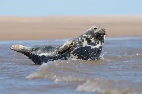 Sello Gris Atlántico Halichoerus Grypus Sello Gris Atlántico Borde Del — Foto de Stock